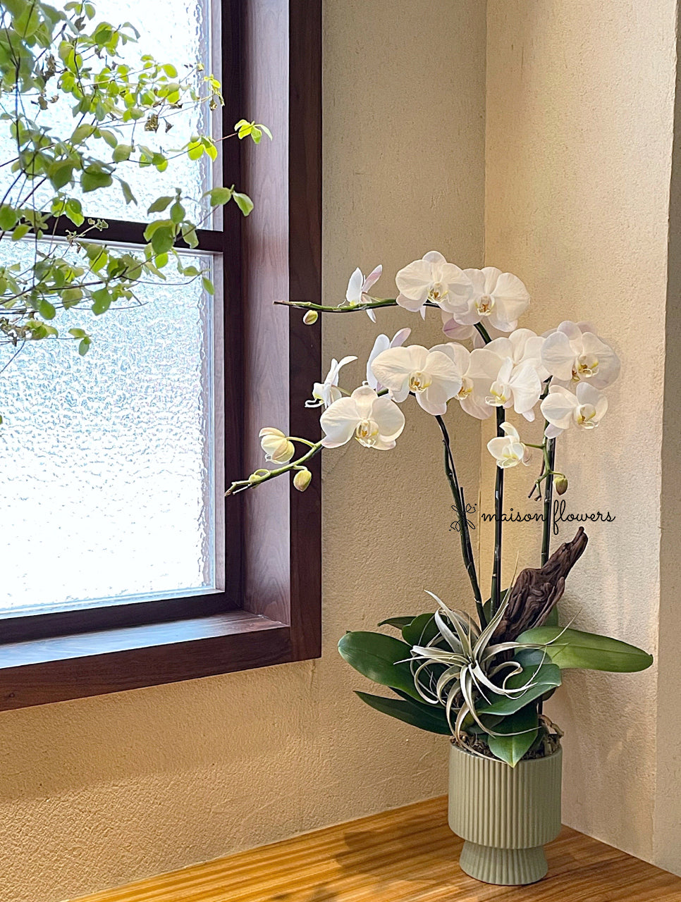 白色蝴蝶蘭,訂蘭花