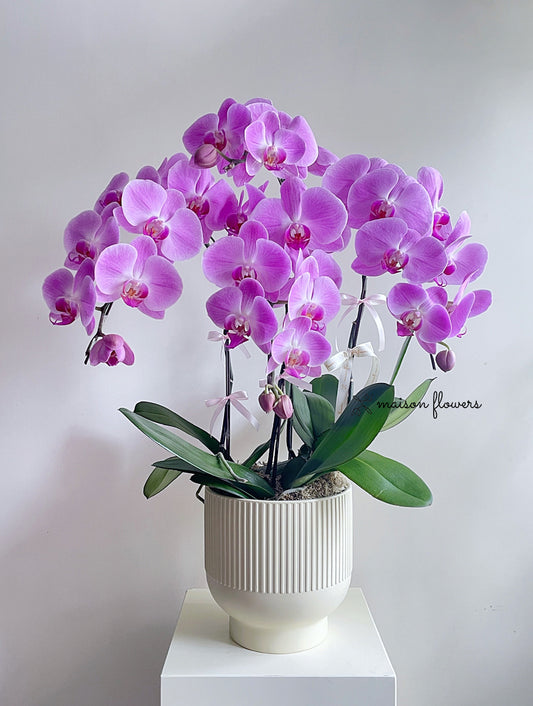 賀年蘭花,粉紅蝴碟蘭