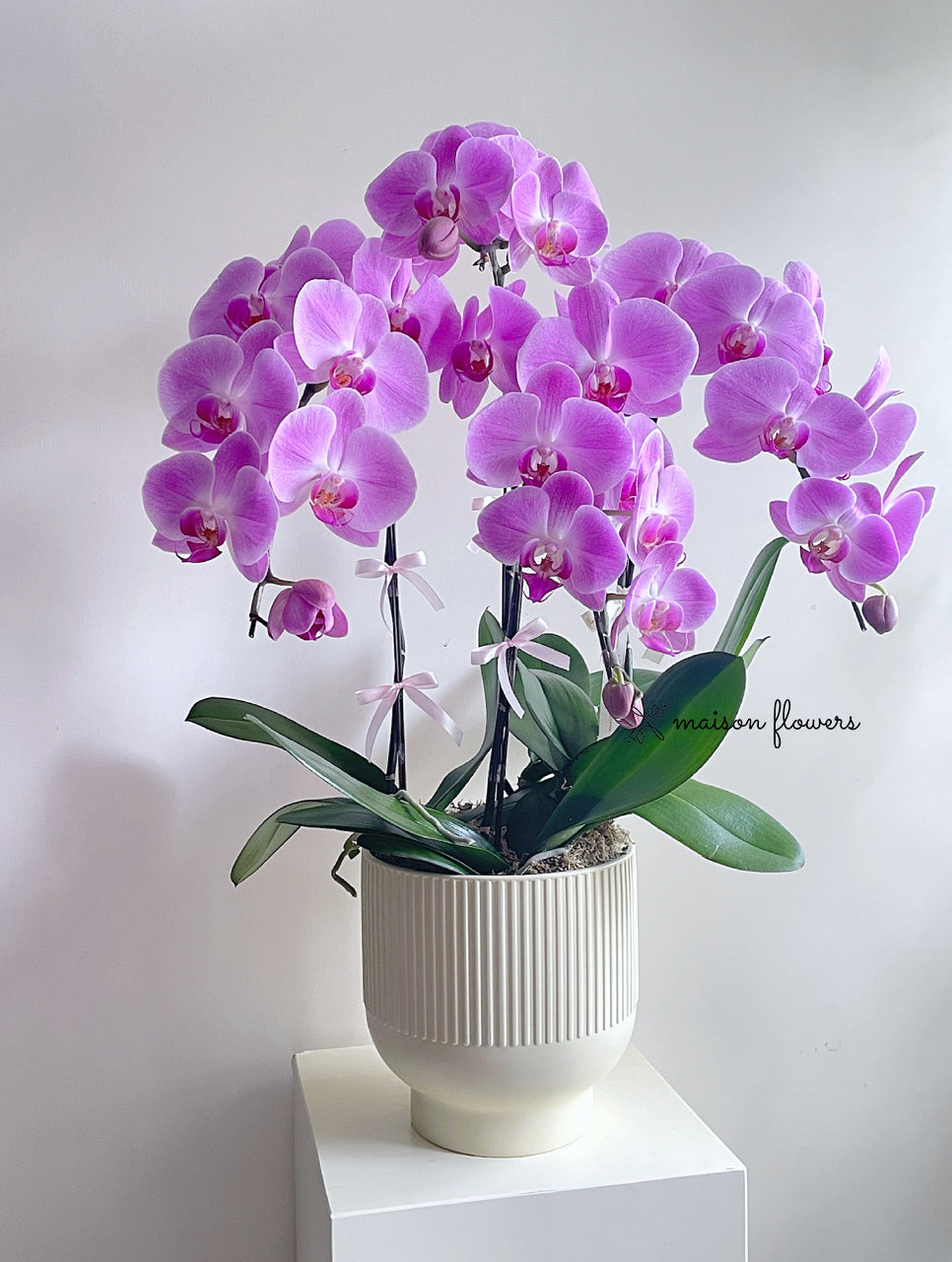 訂蘭花,粉紅蘭花