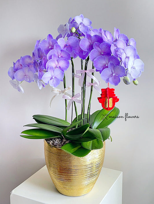 馬卡龍蝴碟蘭,馬卡龍蘭花