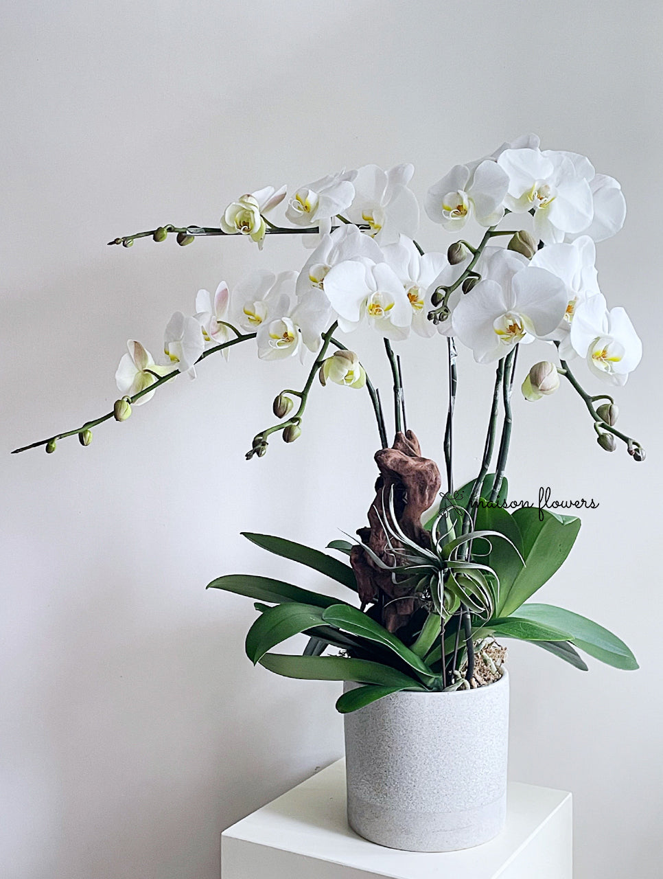 賀年蘭花盆栽擺設- 白色蝴蝶蘭(5枝) – Maison Flowers