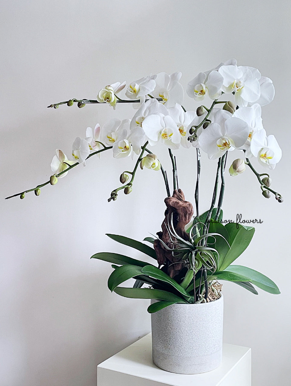 白色蝴蝶蘭,訂蘭花