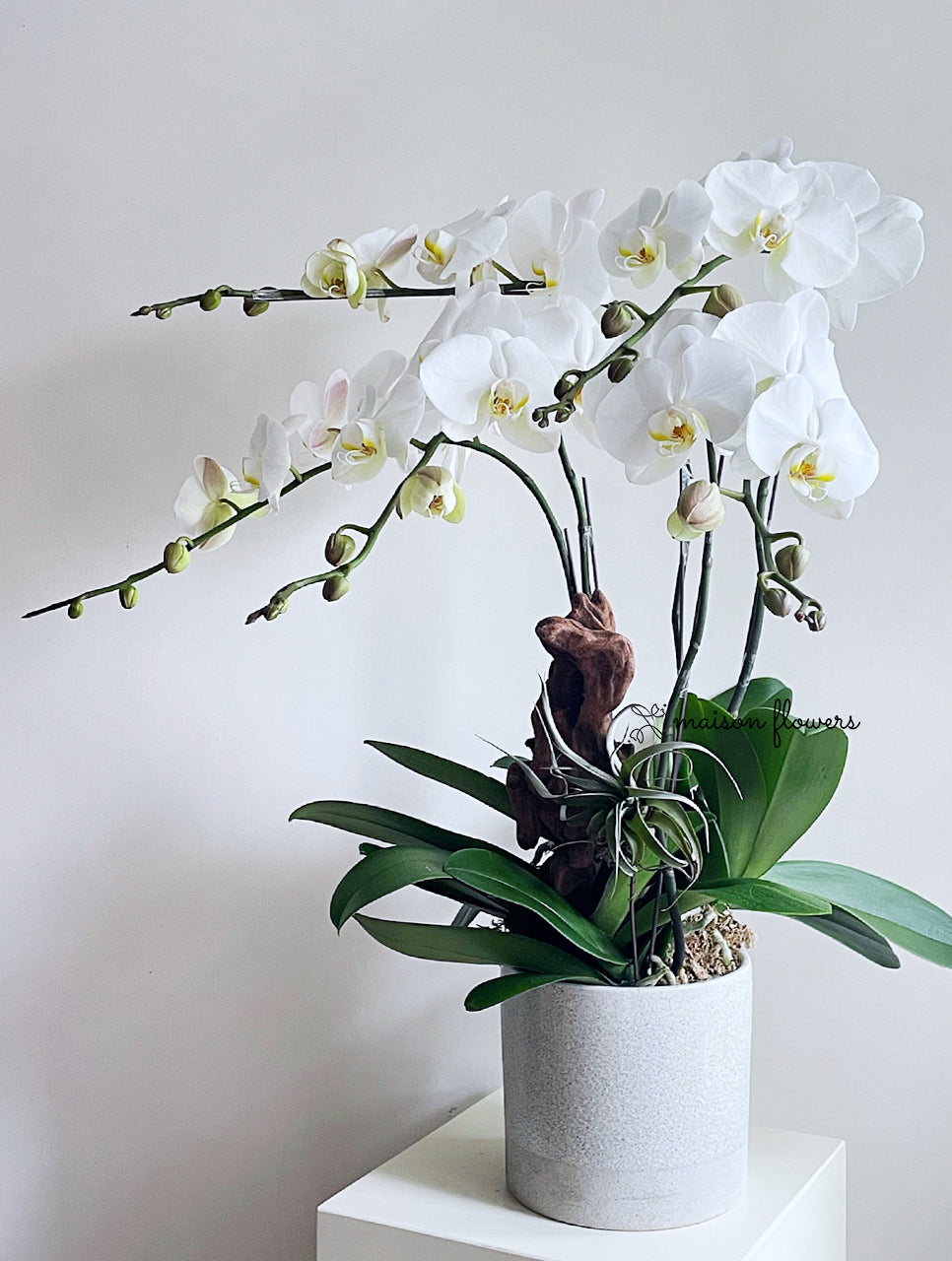 白色蝴蝶蘭,訂蘭花