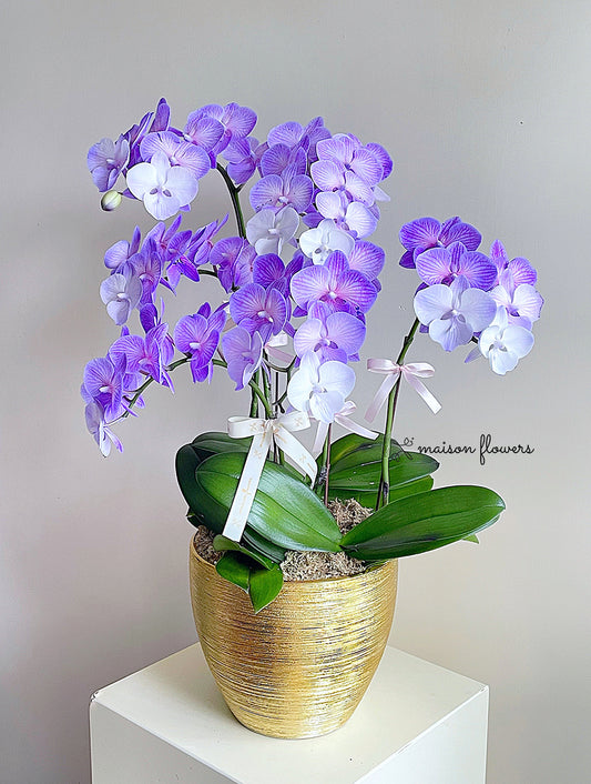 紫色蝴碟蘭,馬卡龍蝴碟蘭