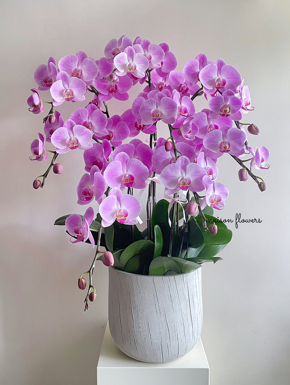 Chinese New Year Orchid Potted Decoration - Pink Phalaenopsis (8 