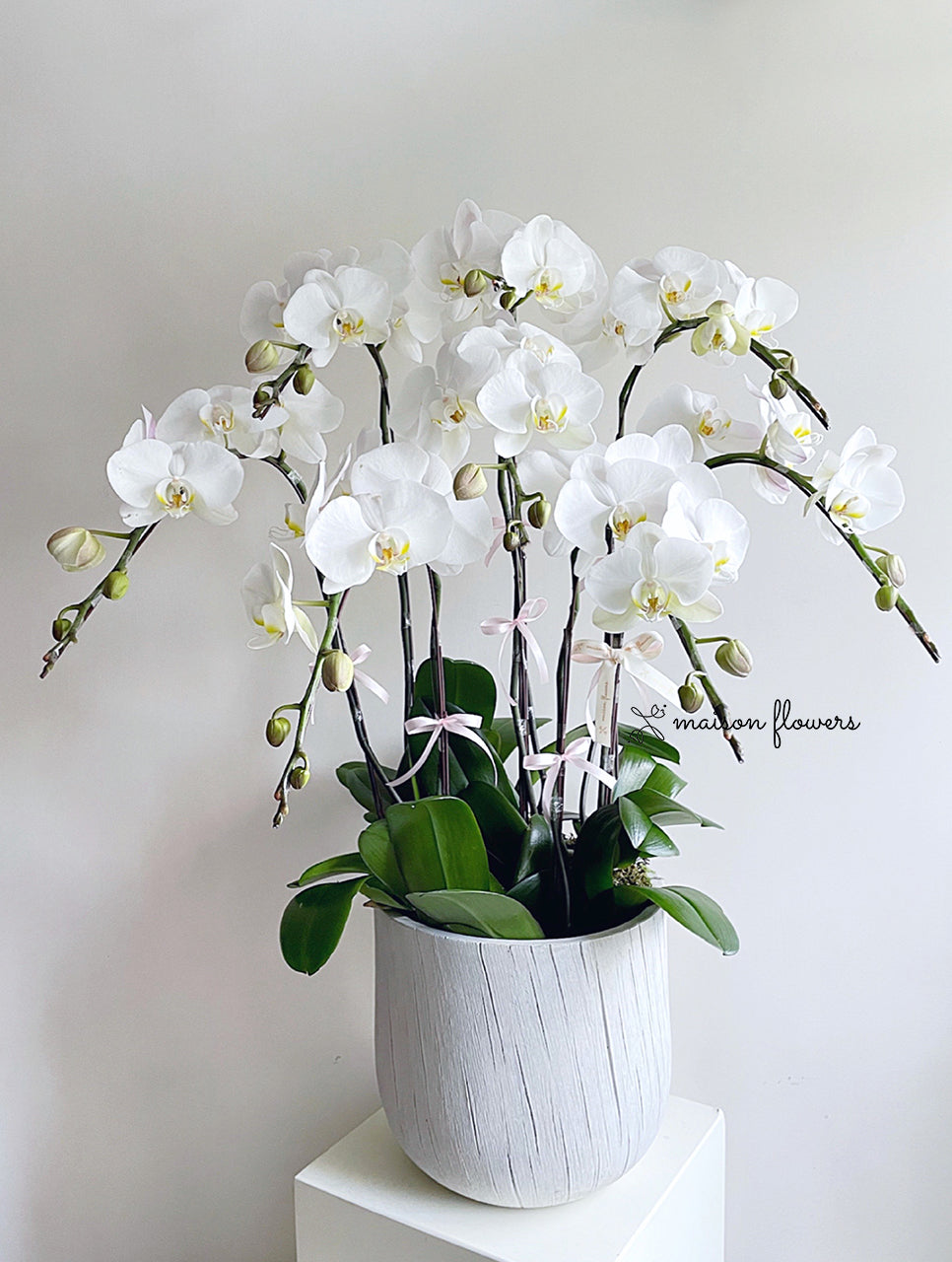 白色蘭花,日本蝴蝶蘭