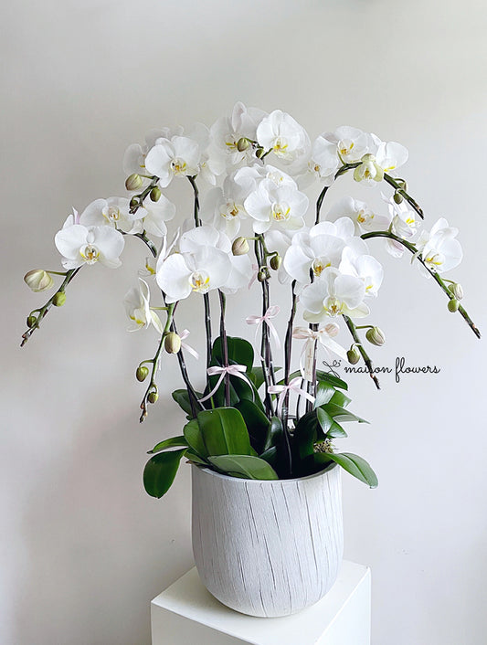 白色蘭花，日本蝴蝶蘭