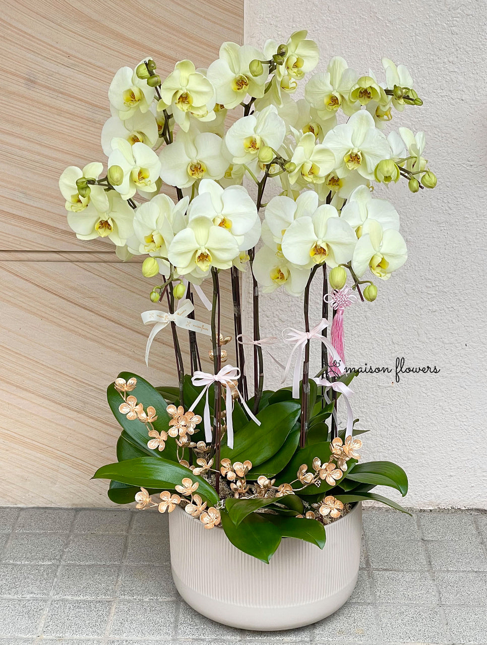 黃色蝴蝶蘭,新年蘭花