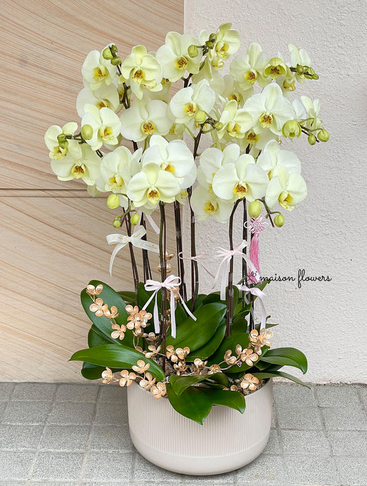 黃色蝴蝶蘭,新年蘭花