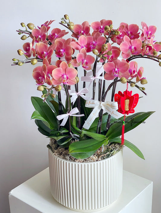 蝴蝶蘭盆栽,橙色蘭花