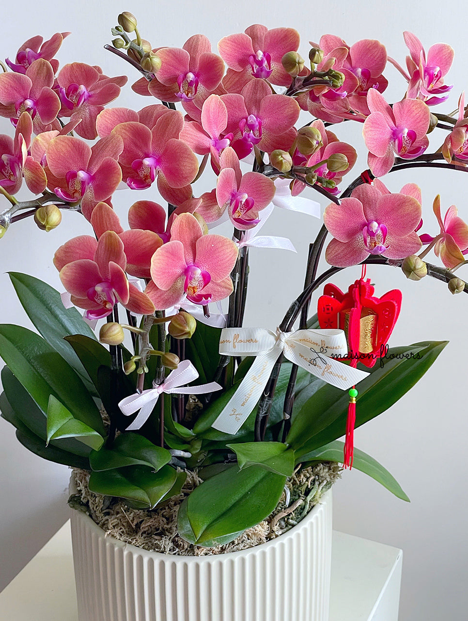 橙色蝴蝶蘭,新春蘭花