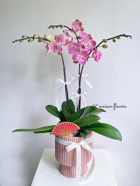 蝴蝶蘭盆栽,新春蘭花