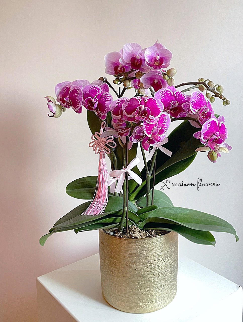 Chinese New Year Orchid Potted Decoration - Pink Mini Phalaenopsis 