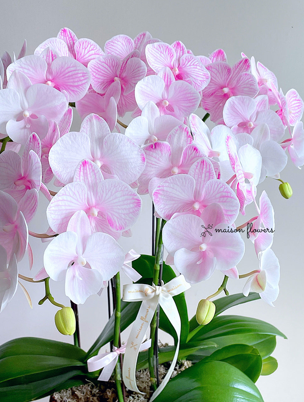 馬卡龍蝴碟蘭,粉紅蝴碟蘭