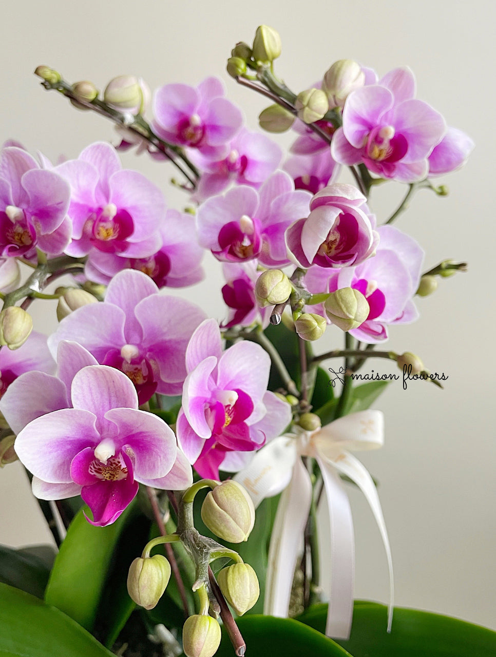 蘭花盆栽,賀年蝴蝶蘭