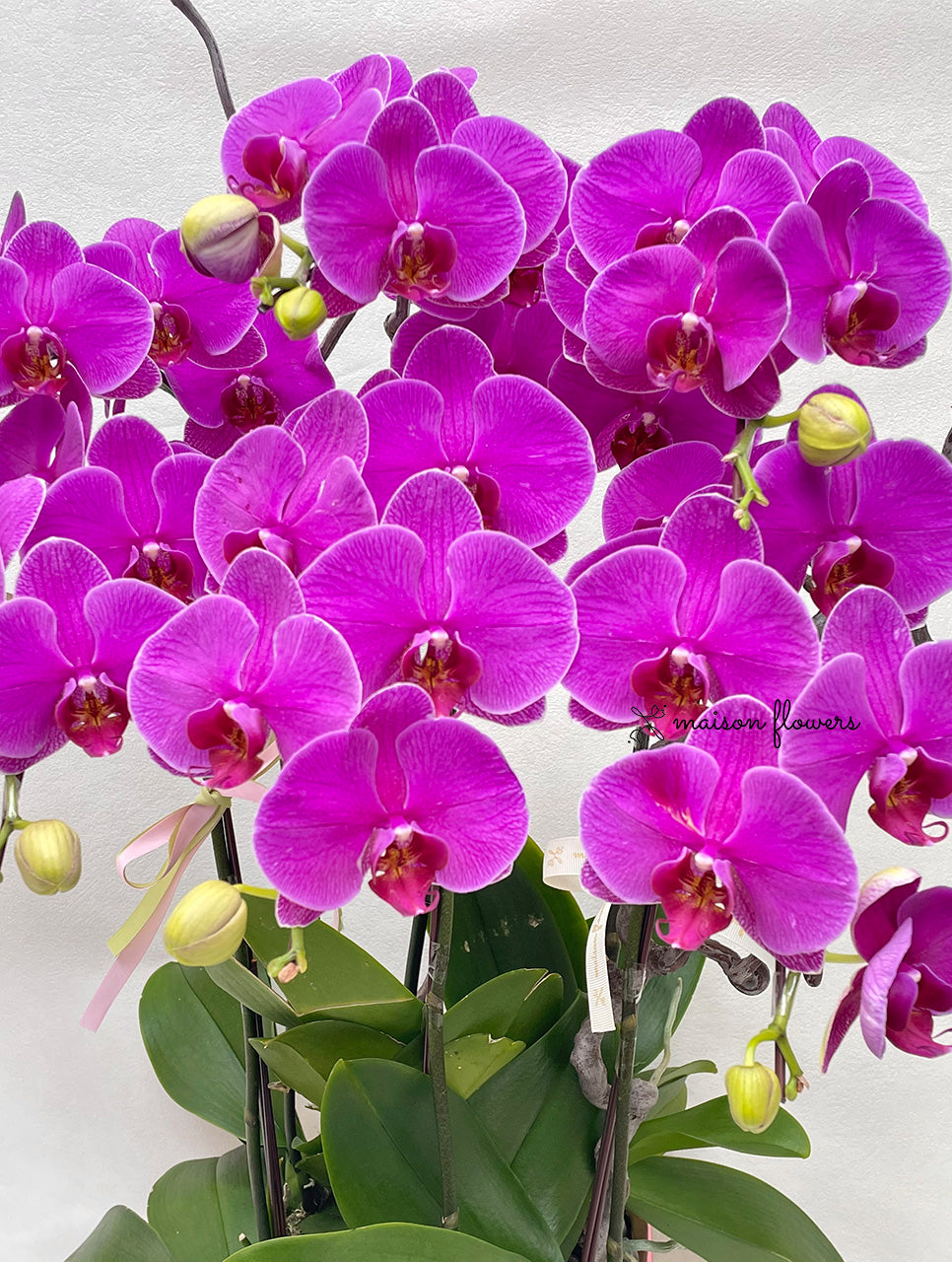 Hong Kong orhicd delivery