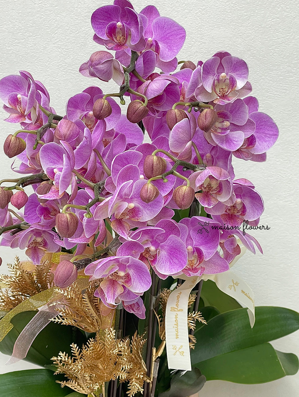 賀年蘭花盆栽擺設