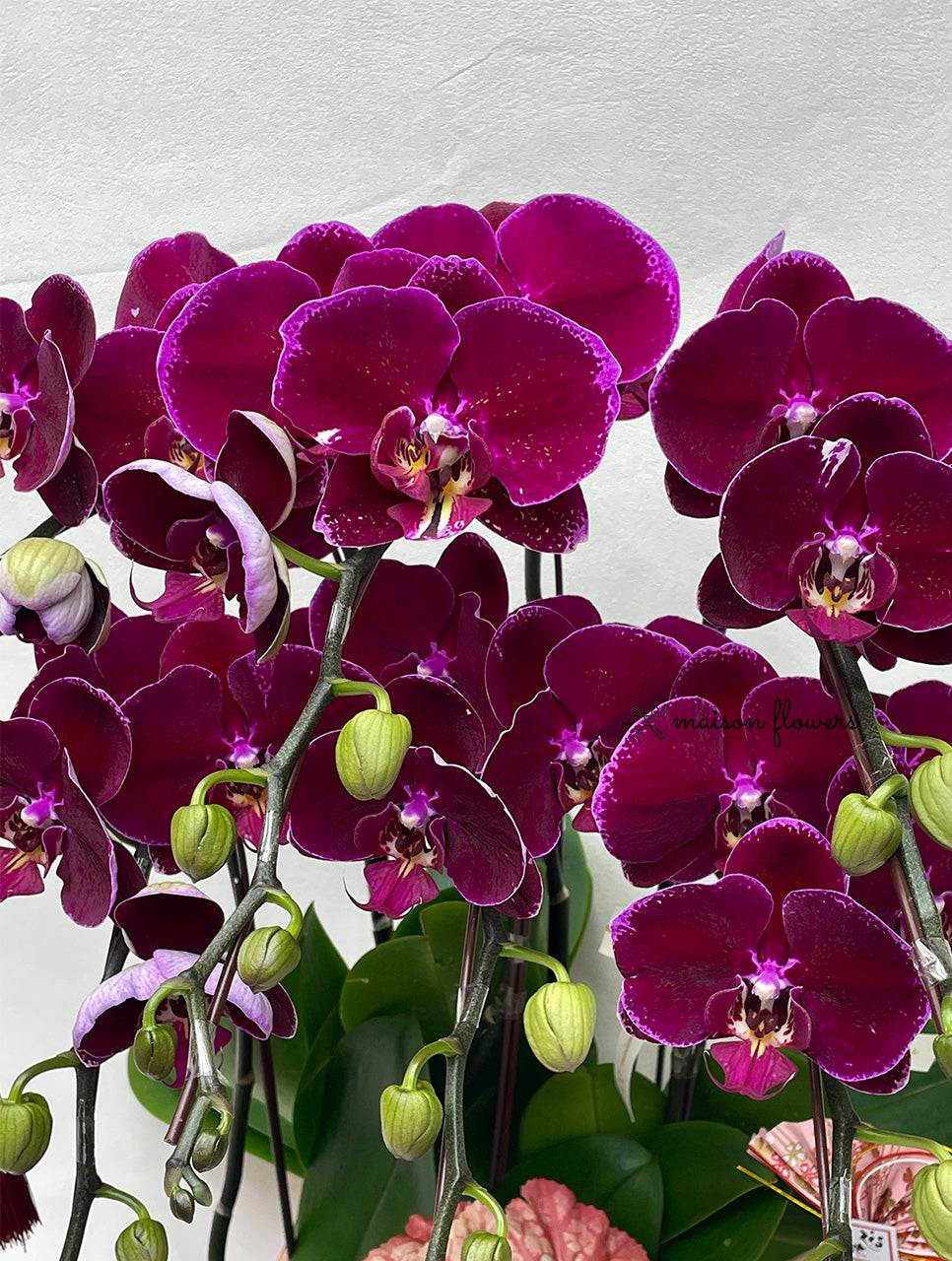 賀年蘭花盆栽擺設 - 絲絨紅蝴蝶蘭(6枝)