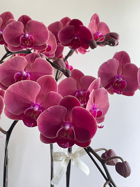 如何精準延長蝴蝶蘭花期