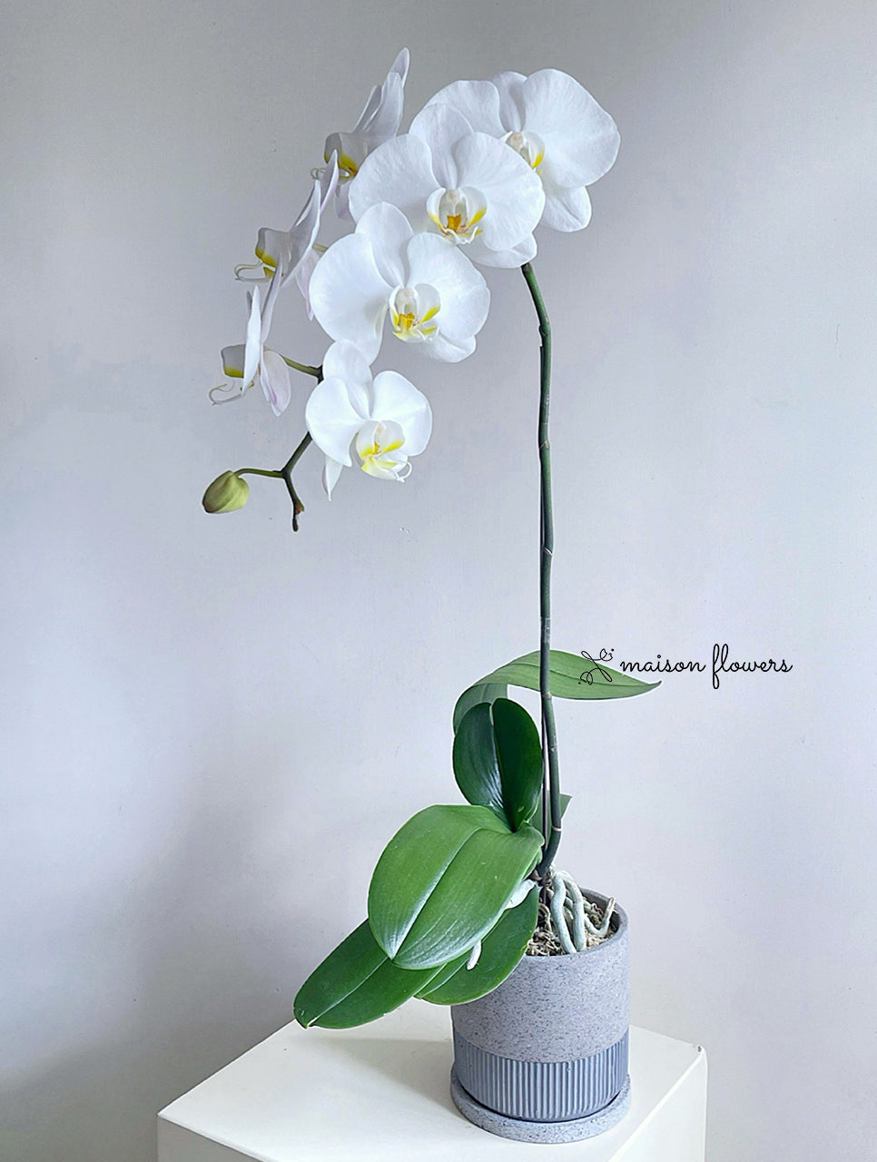 White Orchid