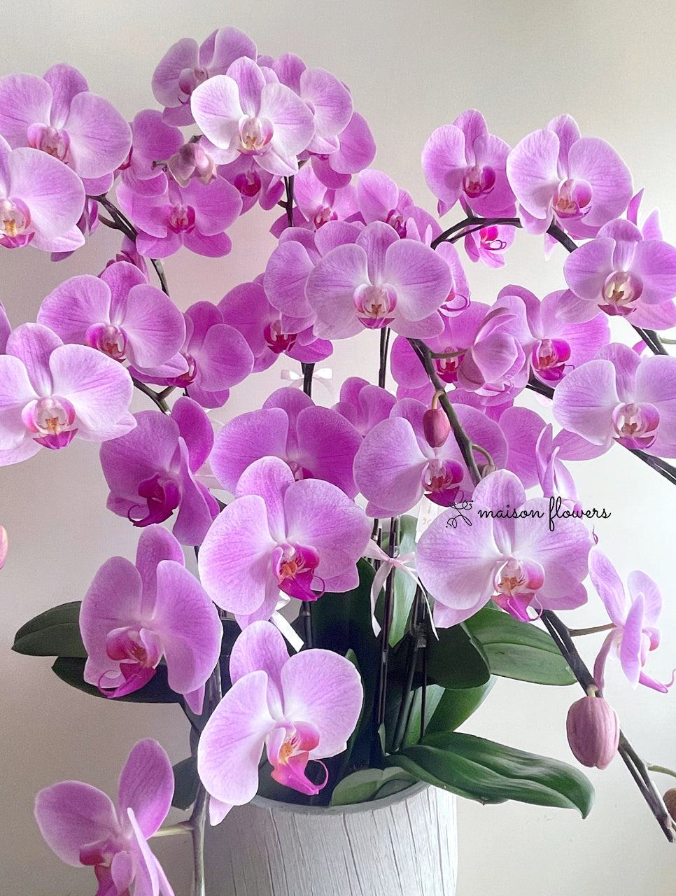 Chinese New Year Orchid Potted Decoration - Pink Phalaenopsis (8 