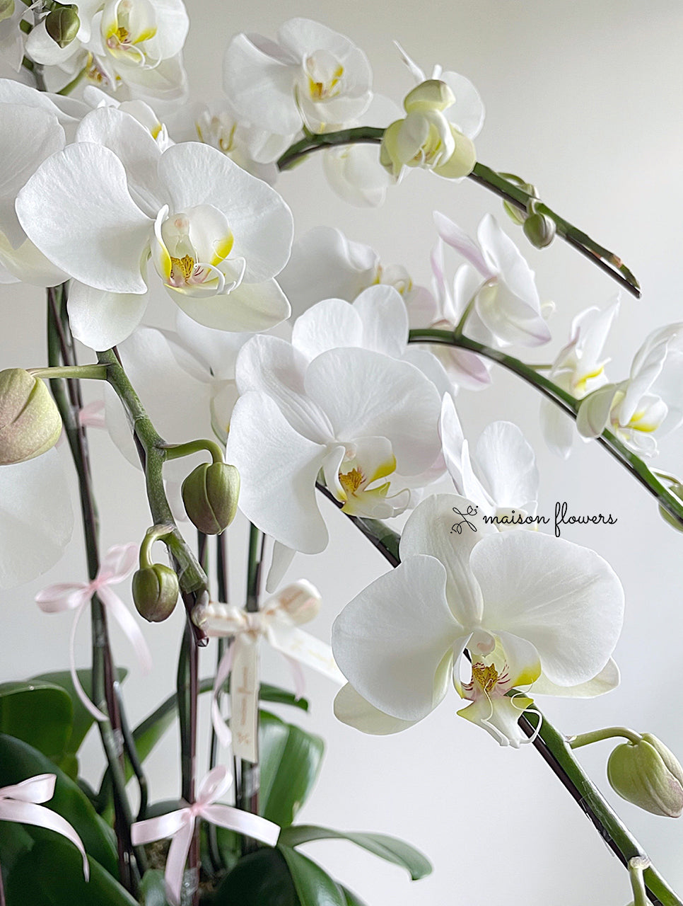 白色蝴蝶蘭，日本蘭花
