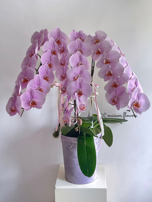 開張蘭花