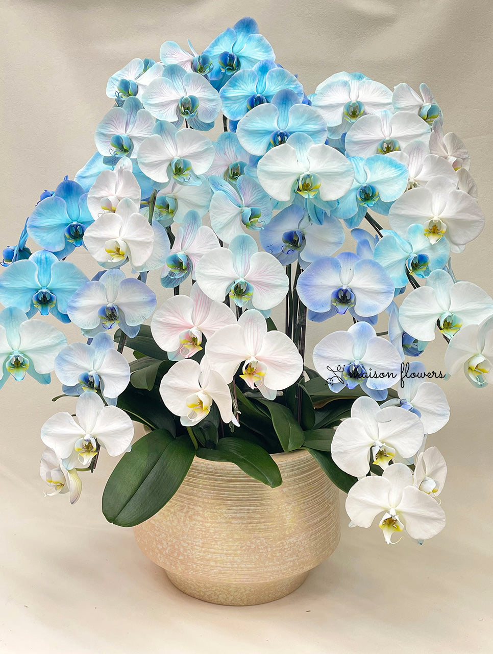 藍色蘭花馬卡龍蝴蝶蘭香港
