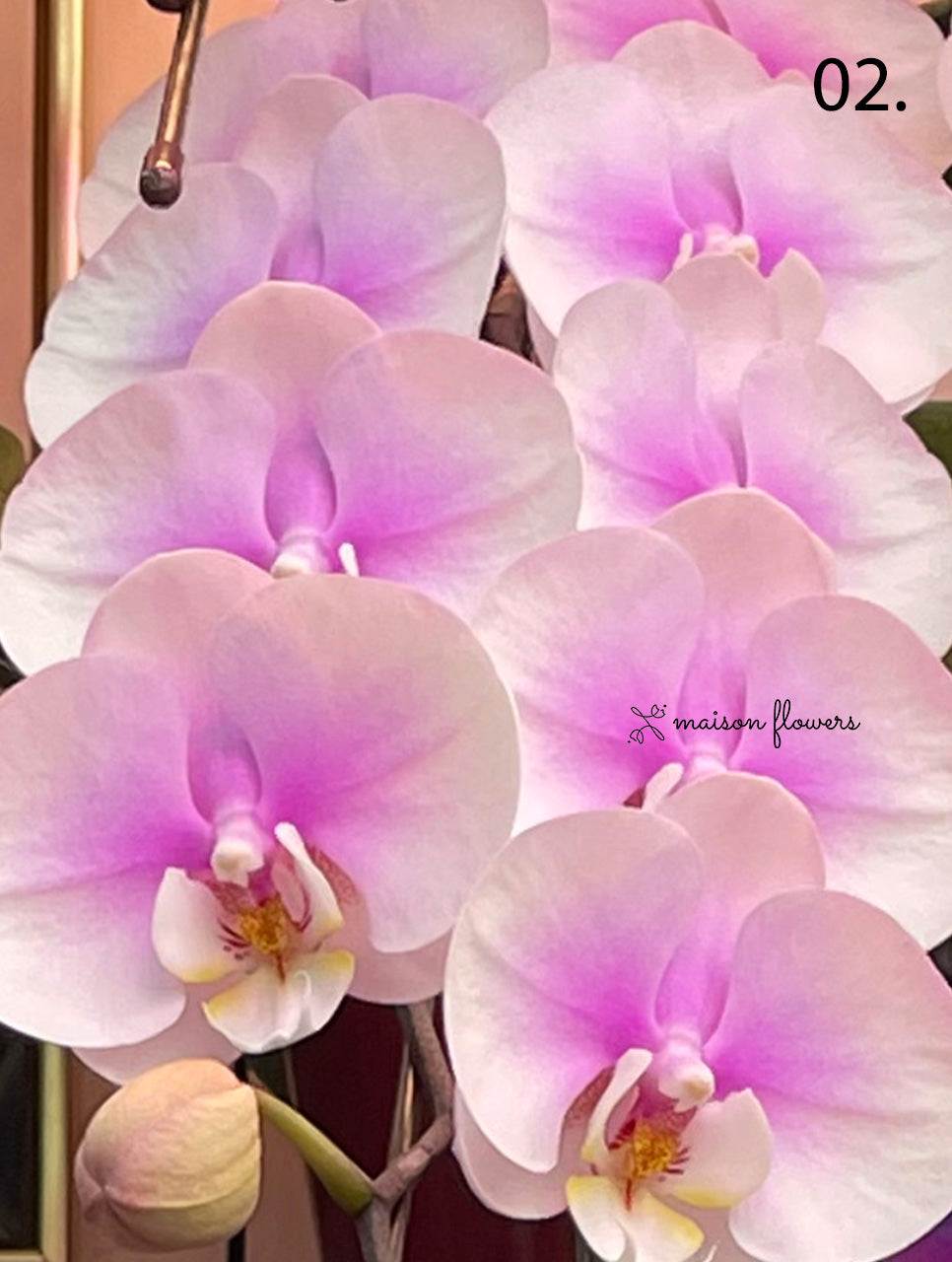 Chinese New Year Orchid - Awarded Premium Japanese Orchids (2 stems)