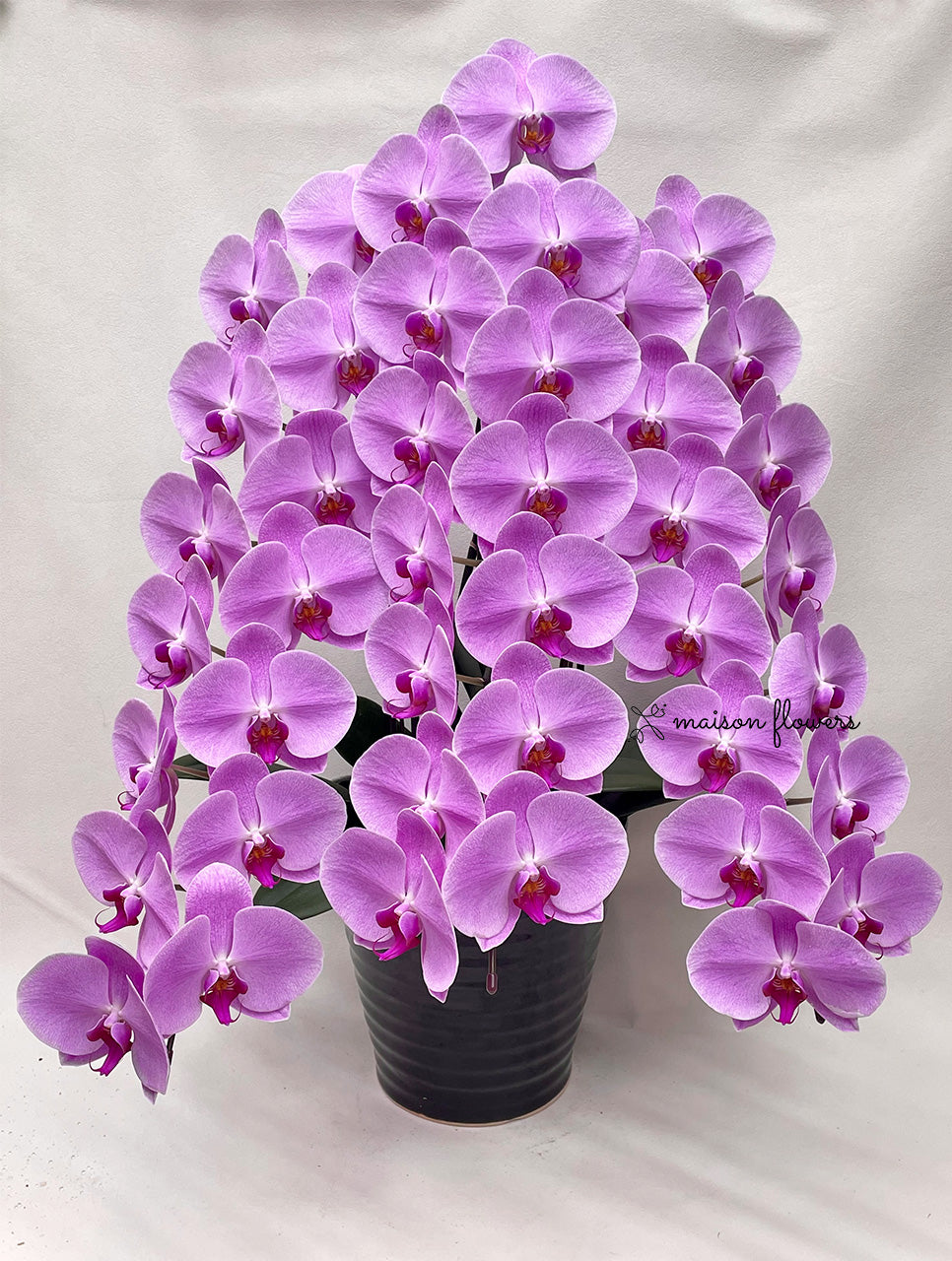 日本蘭花香港花店