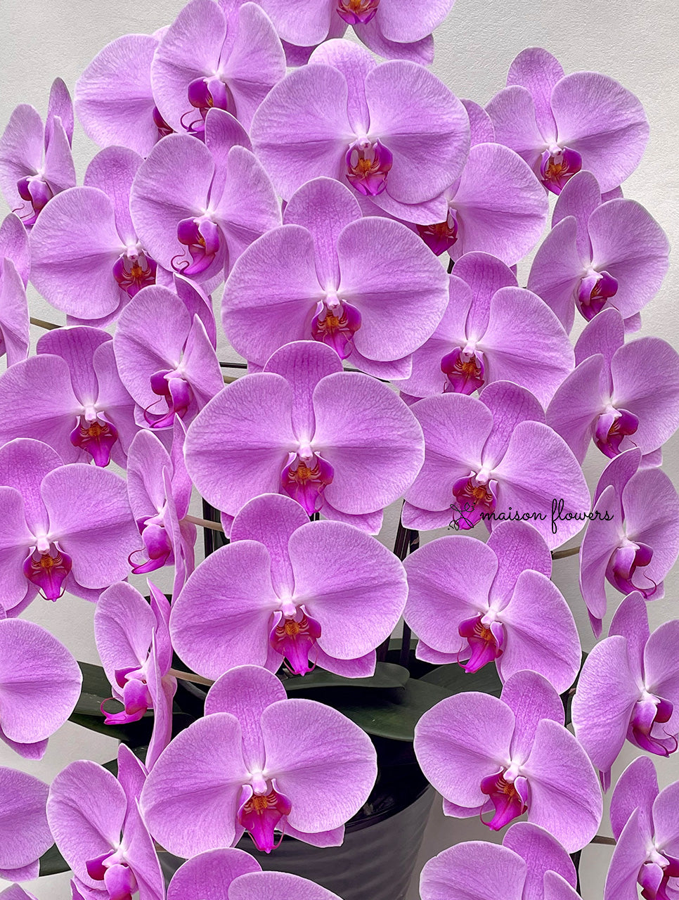 Maison Flowers日本蝴蝶蘭