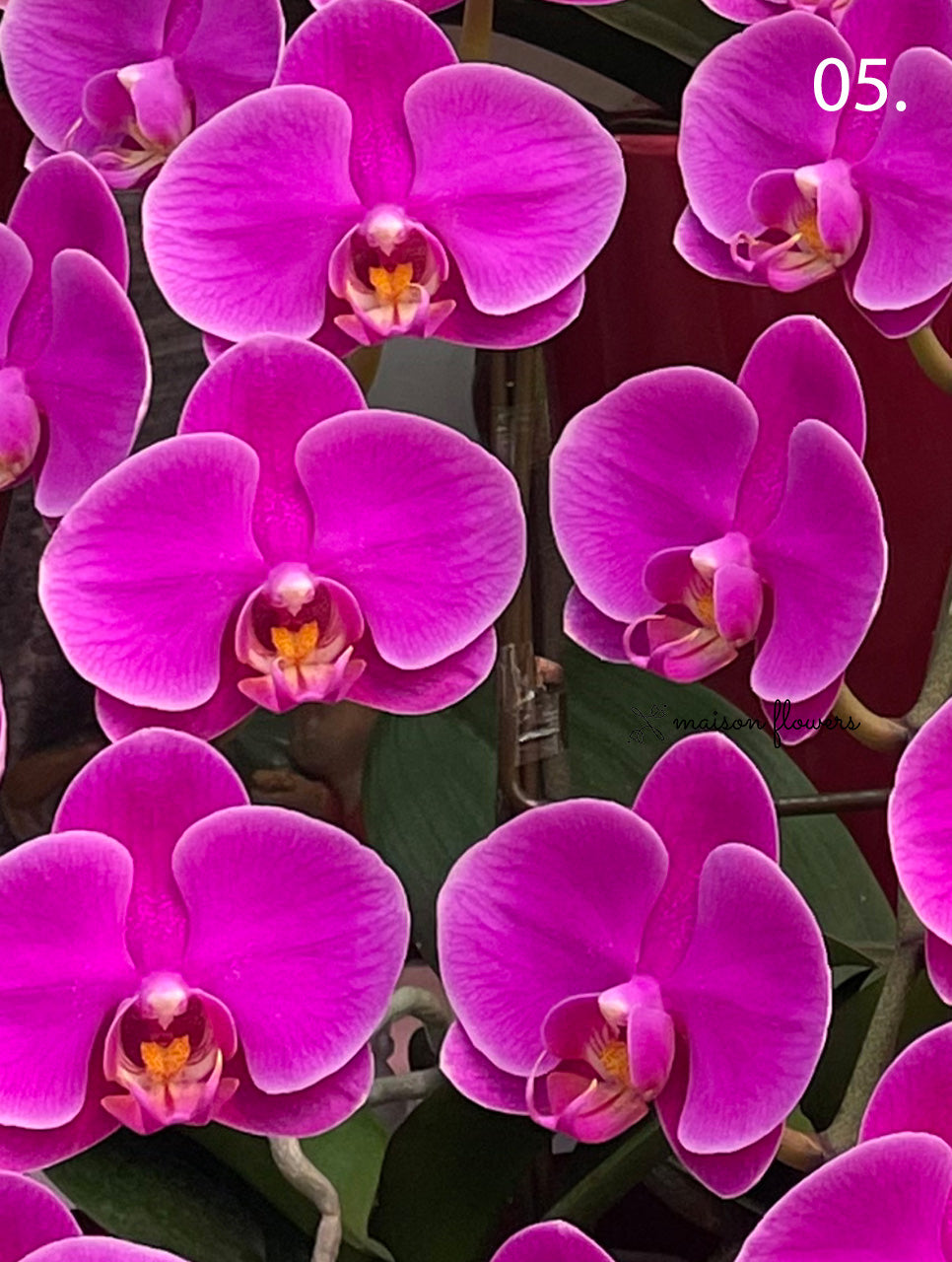 Chinese New Year Orchid - Awarded Premium Japanese Orchids (2 stems)