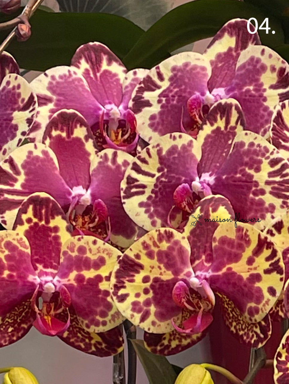 Chinese New Year Orchid - Awarded Premium Japanese Orchids (2 stems)