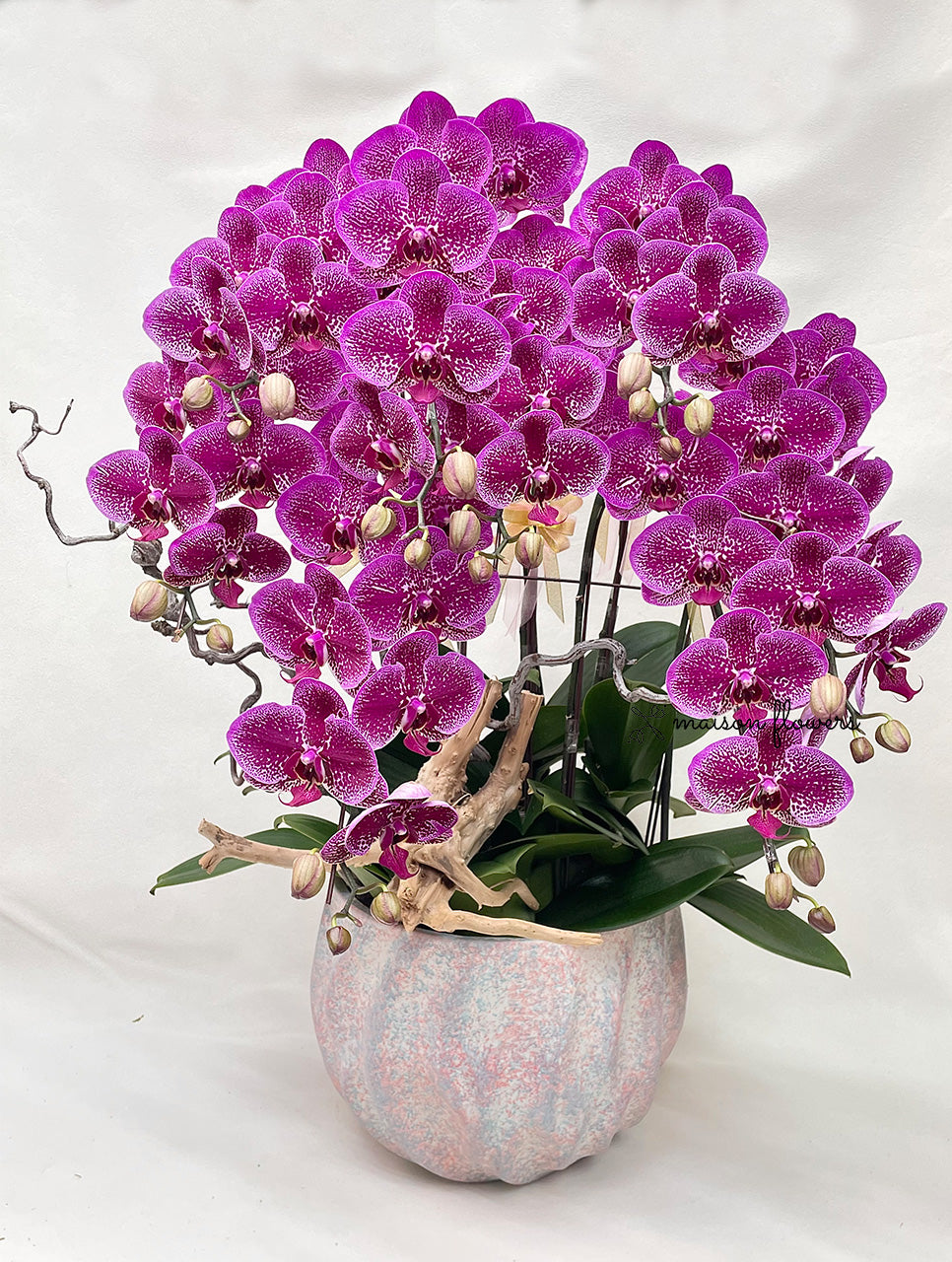 新年蘭花粉紅蝴蝶蘭