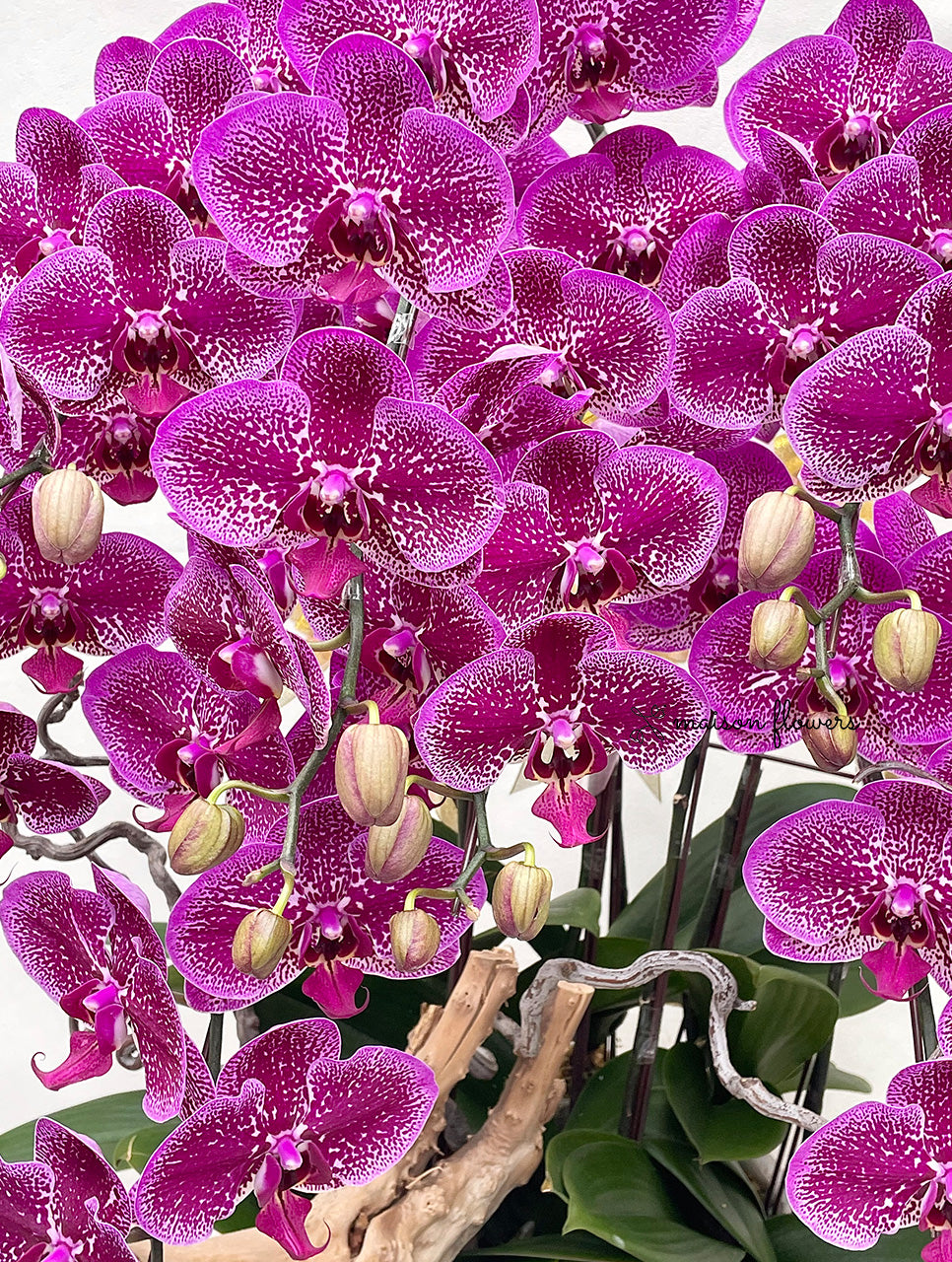 訂新年蘭花送貨