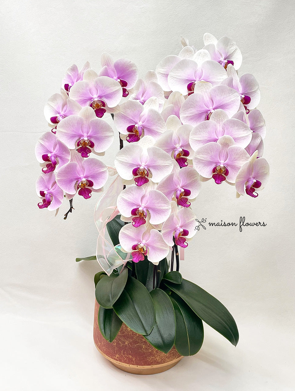 農曆新年高級蘭花首選蝴蝶蘭