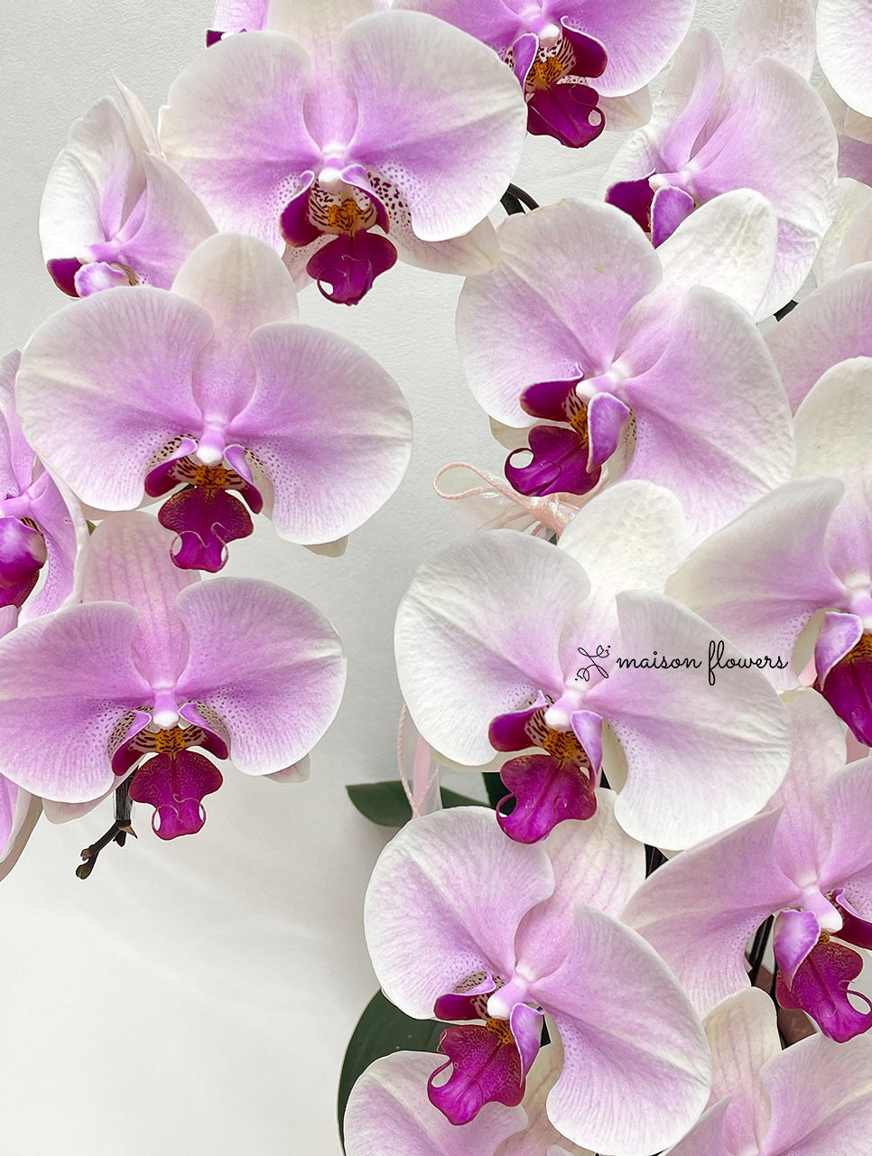 台灣優質品種賀年蘭花盆栽擺設 