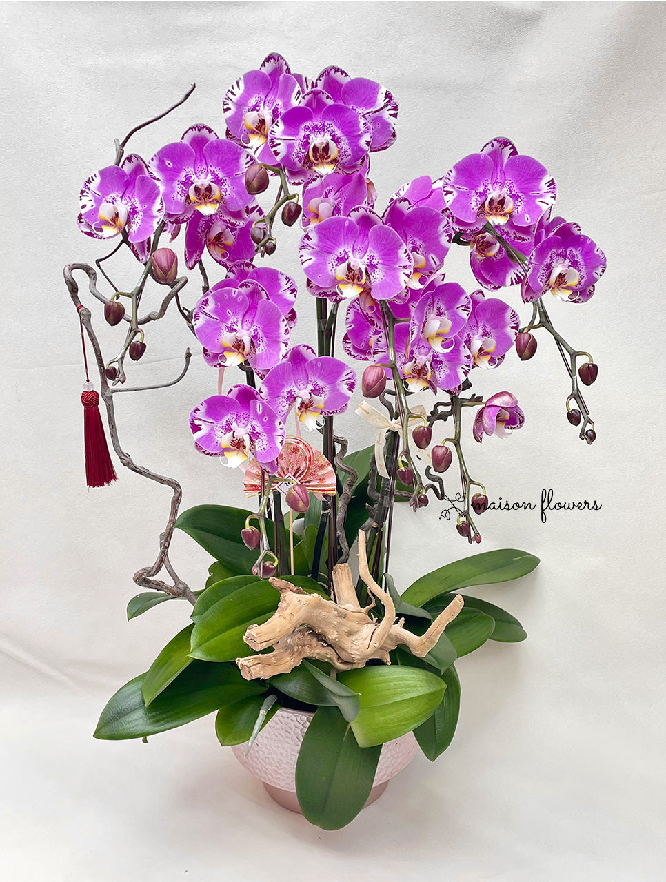 賀年蘭花盆栽擺設 - 桃粉蝴蝶蘭(5枝)