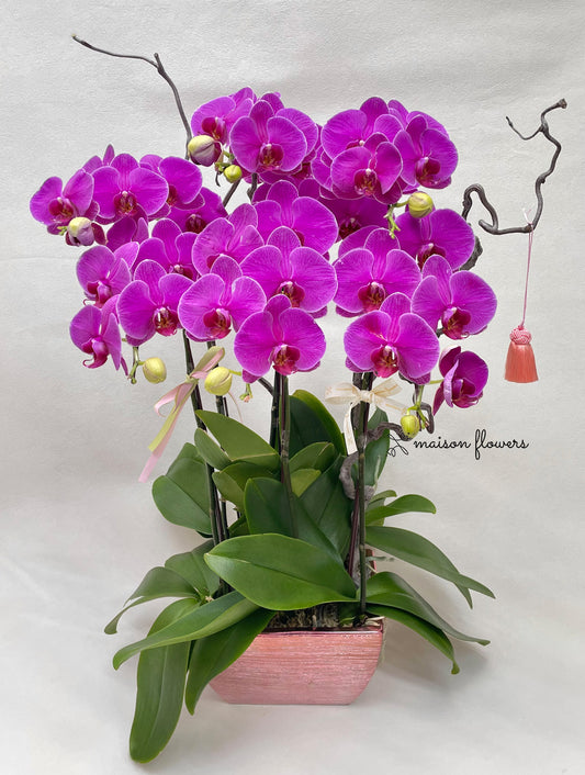 香港新春蘭花桃紅