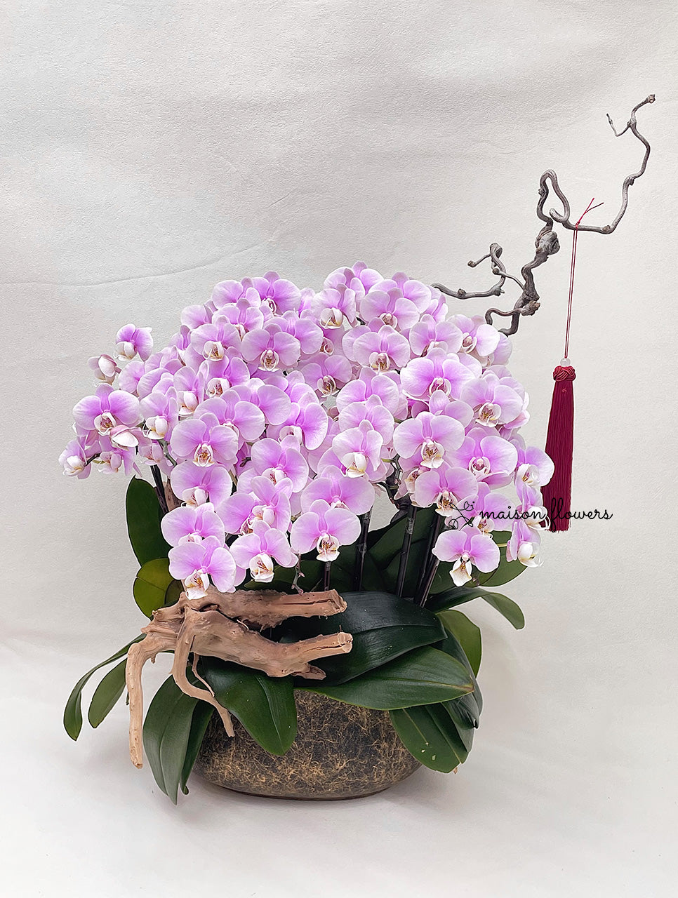 蝴蝶蘭賀年花禮香港