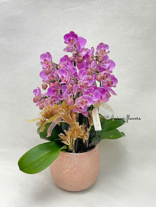 可愛迷你蝴蝶蘭