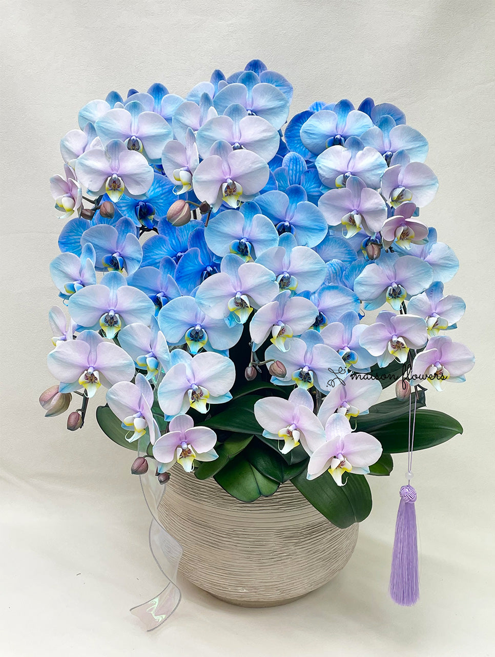 Hong Kong Orchid Delivery purple blue orchid