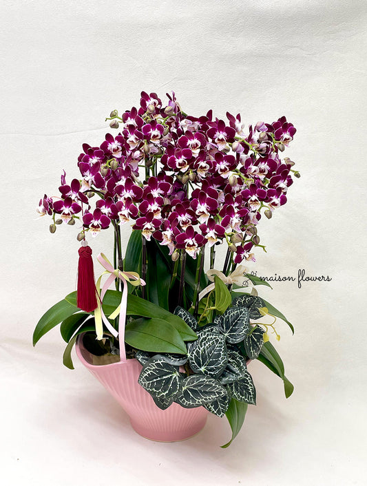 Hong Kong Red Orchid