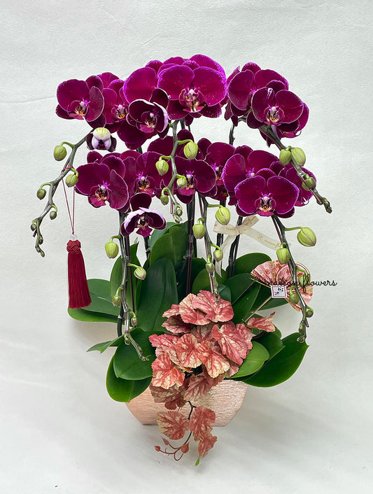 賀年蘭花盆栽擺設 - 絲絨紅蝴蝶蘭(6枝)