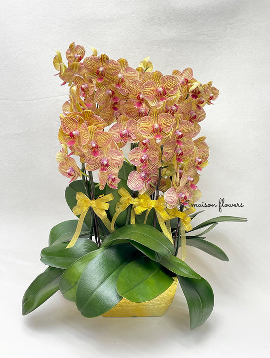 新年蘭花推薦金黃蝴蝶蘭