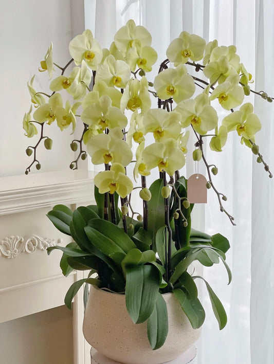 Chinese New Year Orchid Potted Decoration - Yellow Phalaenopsis (8 stems)