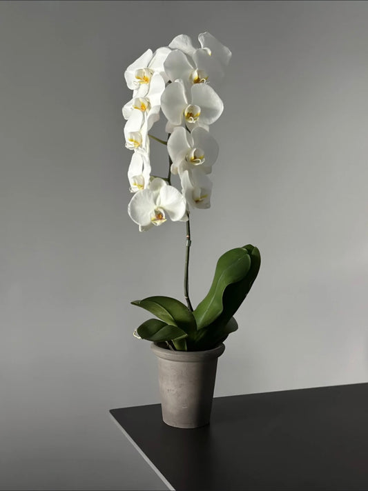 Chinese New Year Orchid Potted Decoration - White Phalaenopsis (1 branch)